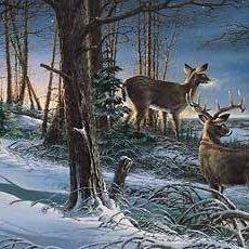 Profile Picture of Murray Rudolph (@00murray78) on Tiktok