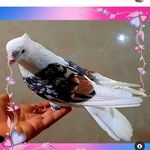 Profile Picture of kabutar_khoshoneh (@kabutar_khoshoneh) on Instagram