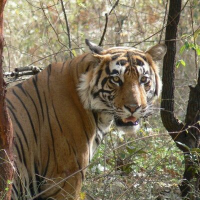 Profile Picture of Simon Archer-Perkins (@sarcherperkins) on Twitter