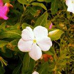 Profile Picture of Joshua Brunson (@gambiaan) on Instagram