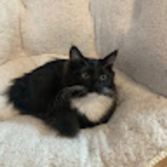 Profile Picture of Sami Sheldon (@samiandfigaro) on Poshmark