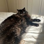 Profile Picture of Jasmine (@jasminebowlesss) on Instagram