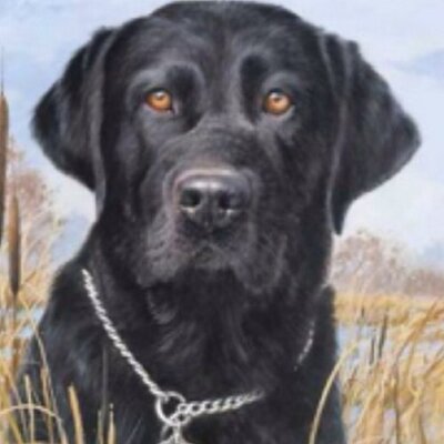 Profile Picture of Nick Krieger (@krieger_nick) on Twitter