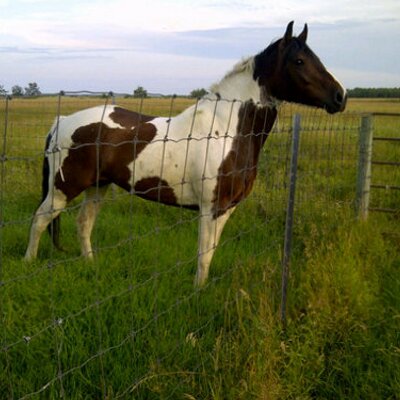 Profile Picture of David J Roulette (@hondaboy_biskit) on Twitter