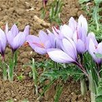 Profile Picture of Mohammed Benjdida (@mohammedbenjdida) on Instagram