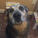 Profile Picture of Dawn Morris (@huskey01) on Pinterest
