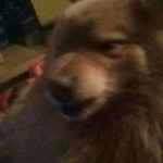 Profile Picture of scott mcilwaine (@scottytpresto) on Instagram