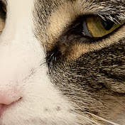 Profile Picture of Steven Valenti (@stevenvalenti578) on Youtube