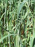 Profile Picture of Oat - Wikipedia, the free encyclopediaon Wikipedia