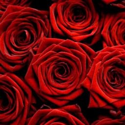 Profile Picture of Kristina Brandenburg (@KristinaBranden) on Twitter