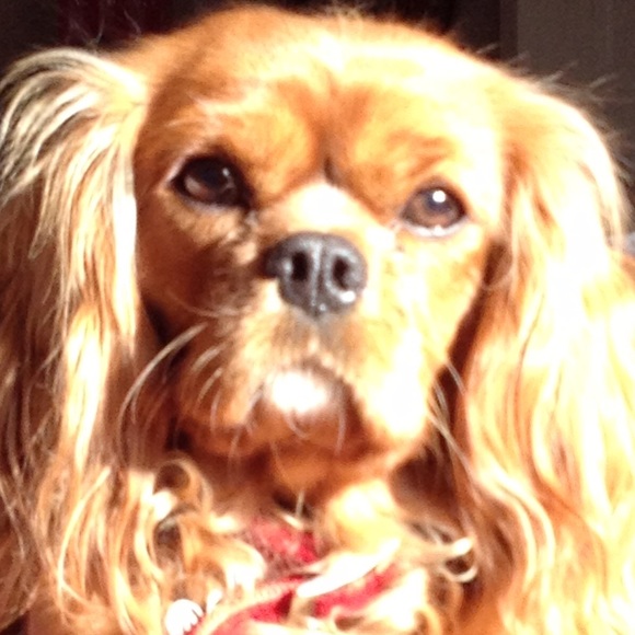 Profile Picture of Tina Aulicino (@tma365) on Poshmark