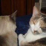 Profile Picture of Emily Gibson (@coyotemomma) on Instagram