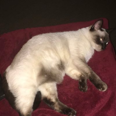 Profile Picture of Haha, Peyton (@Peyton_Gibbs01) on Twitter