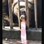 Albert Gosling - Instagram Profile Picture of Albert Gosling (@jeff_the_bear_) on Instagram