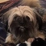 Profile Picture of Nicholas Grady Macleod (@scarfsforluna) on Instagram