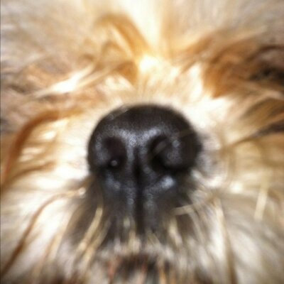Profile Picture of BigFoot (@ChadSallee) on Twitter