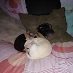 Profile Picture of Abraham Gallardo (@rafael.carpintero) on Instagram