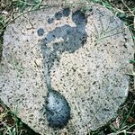 Jules Gautier - Instagram Profile Picture of Jules Gautier (@animal_conscient) on Instagram