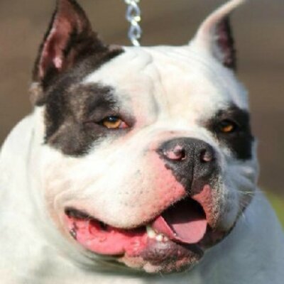 Profile Picture of KINNEMAN KENNELS (@pitbullsforsale) on Twitter
