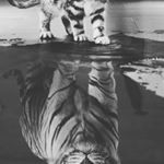 Gareth Gibson - Instagram Profile Picture of Gareth Gibson (@gibson.gareth) on Instagram