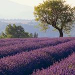 Profile Picture of Lisa Matthews (@lisafleurs) on Instagram