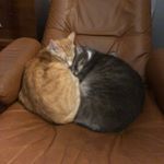 Profile Picture of Deidre (@kibblesnpitts) on Instagram