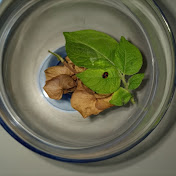 Profile Picture of Azzeddine (@azzeddineyadini8984) on Youtube