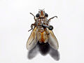 Profile Picture of Frontina laetaon Wikipedia