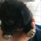 Profile Picture of Joseph Paez (@josephpaez7246) on Youtube