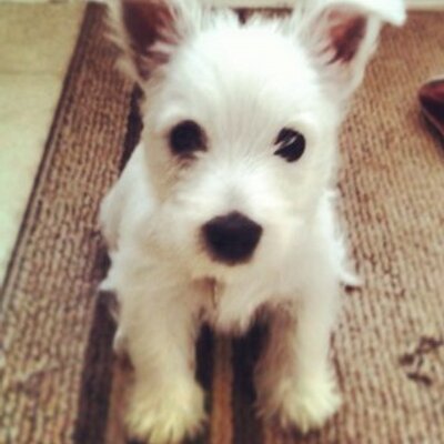 Profile Picture of ANDREW DISKIN (@DISKIN1A) on Twitter