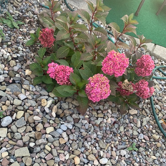 Profile Picture of Madison Dallos (@maddy_10) on Poshmark