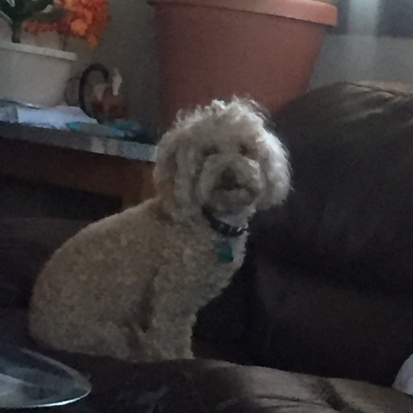 Profile Picture of Rocio Ochoa (@shio327) on Poshmark