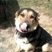 Profile Picture of Allen Keller (@gooddog_102567) on Pinterest