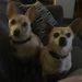Profile Picture of Jackie Karas (@jcbittrolff) on Pinterest
