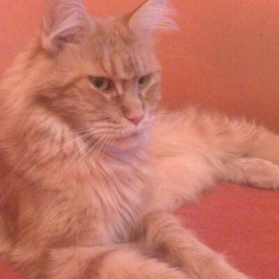 Profile Picture of Erik Escher (@erikescher1) on Twitter