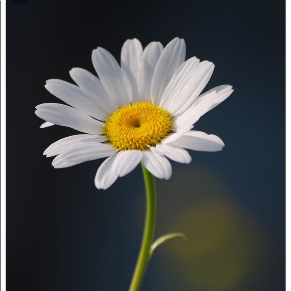 Profile Picture of Molly Angoli (@nikolegk3) on Poshmark