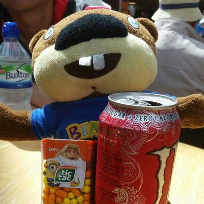 Profile Picture of Bob The Beaver (@BeaverBobrdNene) on Twitter