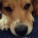 Profile Picture of Bob (@bob_tha_beagle) on Instagram