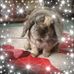 Profile Picture of Julia Priest (@julia.priest.129) on Facebook