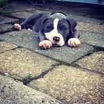 Profile Picture of Jeffrey Kolb (@diesel.kolb) on Instagram