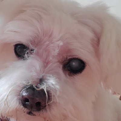 Profile Picture of Mark Hsu (@MarkHsu16) on Twitter