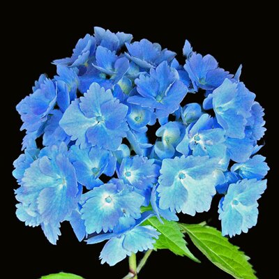 Profile Picture of Barry Roberts (@HeritageHydrang) on Twitter