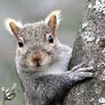 Profile Picture of Darrell Clevenger II (@drcsolar) on Instagram