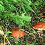 Profile Picture of Ernston Woolman (@ernston.wo) on Instagram