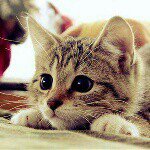 Profile Picture of Mailinh Nguyễn (@mailinh_girlxink) on Instagram