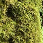 Profile Picture of Tracy McGeehan (@tracy.mcgeehan) on Facebook