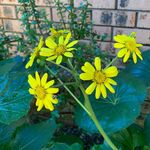 Profile Picture of Joshua Coonan (@joshuacoonan) on Instagram