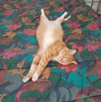 Profile Picture of Spock Martin (@Spock-Martin) on Facebook