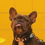 Profile Picture of Ruby Blue Frenchie (@ruby.little.love) on Instagram