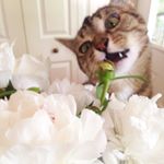 Profile Picture of Bethany Kopp (@bethanyrainbow) on Instagram